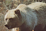 North American Wildlife Photos by John S. Crawford